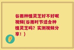 谷雨种植灵芝好不好呢视频(谷雨时节适合种植灵芝吗？实测视频分享！)