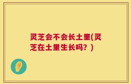 灵芝会不会长土里(灵芝在土里生长吗？)