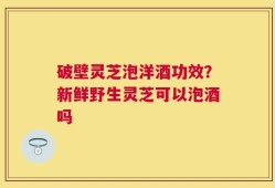 破壁灵芝泡洋酒功效？新鲜野生灵芝可以泡酒吗
