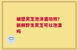 破壁灵芝泡洋酒功效？新鲜野生灵芝可以泡酒吗