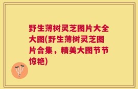 野生薄树灵芝图片大全大图(野生薄树灵芝图片合集，精美大图节节惊艳)