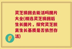 灵芝摘回去能活吗图片大全(精选灵芝摘回后生长图片，探究灵芝脱离生长基质是否依然存活)