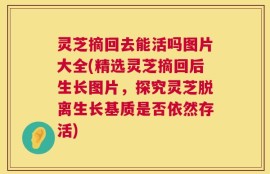 灵芝摘回去能活吗图片大全(精选灵芝摘回后生长图片，探究灵芝脱离生长基质是否依然存活)
