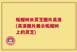 柘榴树长灵芝图片高清(高清图片展示柘榴树上的灵芝)