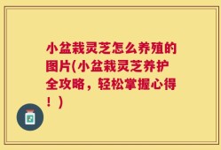 小盆栽灵芝怎么养殖的图片(小盆栽灵芝养护全攻略，轻松掌握心得！)