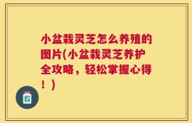 小盆栽灵芝怎么养殖的图片(小盆栽灵芝养护全攻略，轻松掌握心得！)