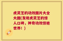 虎灵芝的功效图片大全大图(发现虎灵芝的惊人口碑，神奇功效惊艳世界！)