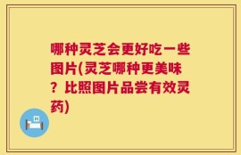 哪种灵芝会更好吃一些图片(灵芝哪种更美味？比照图片品尝有效灵药)