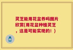 灵芝能用花盆养吗图片欣赏(用花盆种植灵芝，这是可能实现的！)