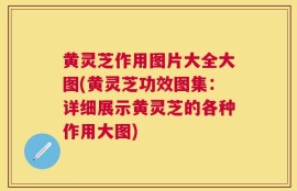 黄灵芝作用图片大全大图(黄灵芝功效图集：详细展示黄灵芝的各种作用大图)
