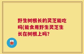 野生树根长的灵芝能吃吗(能食用野生灵芝生长在树根上吗？