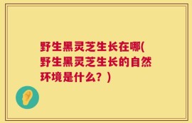 野生黑灵芝生长在哪(野生黑灵芝生长的自然环境是什么？)
