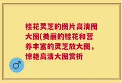 桂花灵芝的图片高清图大图(美丽的桂花和营养丰富的灵芝放大图，惊艳高清大图赏析