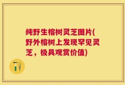 纯野生榕树灵芝图片(野外榕树上发现罕见灵芝，极具观赏价值)