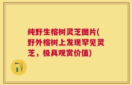 纯野生榕树灵芝图片(野外榕树上发现罕见灵芝，极具观赏价值)