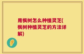 用枫树怎么种植灵芝(枫树种植灵芝的方法详解)