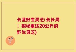 长茎野生灵芝(长长灵：探秘重达20公斤的野生灵芝)