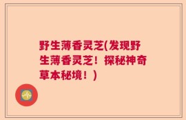 野生薄香灵芝(发现野生薄香灵芝！探秘神奇草本秘境！)