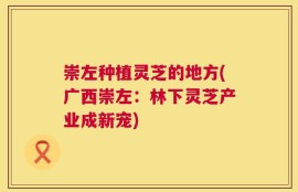 崇左种植灵芝的地方(广西崇左：林下灵芝产业成新宠)