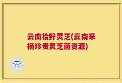 云南拾野灵芝(云南采摘珍贵灵芝菌资源)