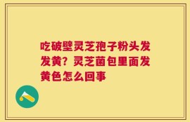 吃破壁灵芝孢子粉头发发黄？灵芝菌包里面发黄色怎么回事