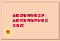 云南麻栗坡野生灵芝(云南麻栗坡探寻野生灵芝奇迹)