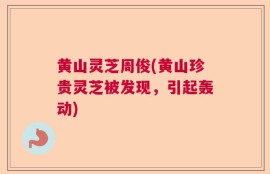 黄山灵芝周俊(黄山珍贵灵芝被发现，引起轰动)