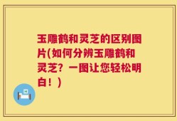 玉雕鹤和灵芝的区别图片(如何分辨玉雕鹤和灵芝？一图让您轻松明白！)