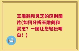 玉雕鹤和灵芝的区别图片(如何分辨玉雕鹤和灵芝？一图让您轻松明白！)