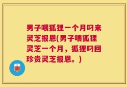 男子喂狐狸一个月叼来灵芝报恩(男子喂狐狸灵芝一个月，狐狸叼回珍贵灵芝报恩。)