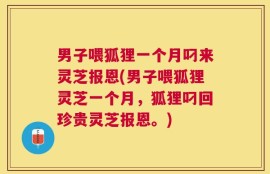 男子喂狐狸一个月叼来灵芝报恩(男子喂狐狸灵芝一个月，狐狸叼回珍贵灵芝报恩。)