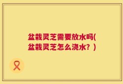 盆栽灵芝需要放水吗(盆栽灵芝怎么浇水？)