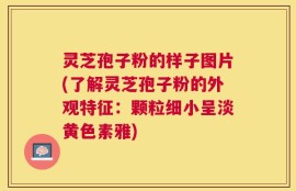灵芝孢子粉的样子图片(了解灵芝孢子粉的外观特征：颗粒细小呈淡黄色素雅)