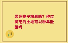 灵芝孢子粉暴晒？种过灵芝的土地可以种羊肚菌吗