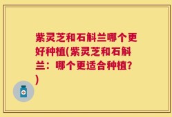 紫灵芝和石斛兰哪个更好种植(紫灵芝和石斛兰：哪个更适合种植？)