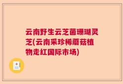 云南野生云芝菌珊瑚灵芝(云南采珍稀蘑菇植物走红国际市场)