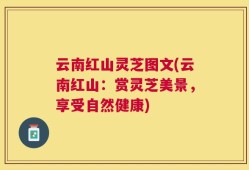 云南红山灵芝图文(云南红山：赏灵芝美景，享受自然健康)