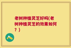 老树种植灵芝好吗(老树种植灵芝的效果如何？)