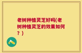 老树种植灵芝好吗(老树种植灵芝的效果如何？)