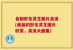 自制野生灵芝图片高清(美丽的野生灵芝图片欣赏，高清大图集)