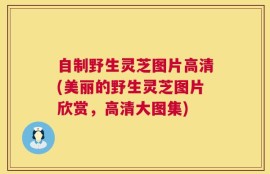 自制野生灵芝图片高清(美丽的野生灵芝图片欣赏，高清大图集)