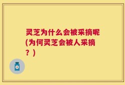 灵芝为什么会被采摘呢(为何灵芝会被人采摘？)