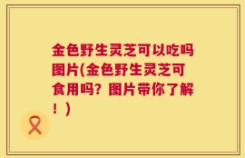 金色野生灵芝可以吃吗图片(金色野生灵芝可食用吗？图片带你了解！)