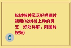 松树桩种灵芝好吗图片视频(松树桩上种的灵芝：好处详解，附图片视频)