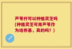 芦苇杆可以种植灵芝吗(种植灵芝可用芦苇作为培养基，真的吗？)