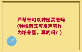 芦苇杆可以种植灵芝吗(种植灵芝可用芦苇作为培养基，真的吗？)