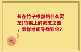 长在竹子根部的什么灵芝(竹根上的灵芝之谜，怎样才能寻找到它？)