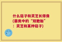 什么菇子和灵芝长得像(菌类中的“双胞胎”：灵芝和某种菇子)