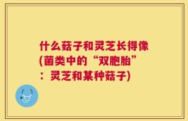 什么菇子和灵芝长得像(菌类中的“双胞胎”：灵芝和某种菇子)