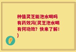 种值灵芝能泡水喝吗 有药效冯(灵芝泡水喝有何功效？快来了解！)